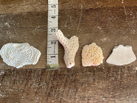 €€ Lot/6 Florida Gulf Coral Shells Seashells Variety for Arts Crafts Decor