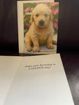 New HAPPY BIRTHDAY ANYONE Dogs Retriever Greeting Card w/ Envelope American Greeting