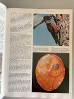 € Vintage Illustrated Encyclopedia of Birds, a Complete Introduction to the World of Birds HC