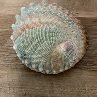 ~€ Vintage Alalone Ocean Sea Shell Ashtray Dish Trinket Nautique