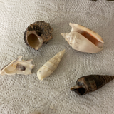 + Lot/10+ Florida Gulf Shells Seashells Variety for Arts Crafts Decor
