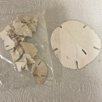 Large Sand Dollar and Pieces Florida Gulf Shells Seashells for Arts Crafts Decor