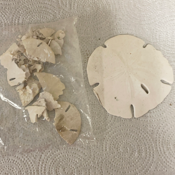 Large Sand Dollar and Pieces Florida Gulf Shells Seashells for