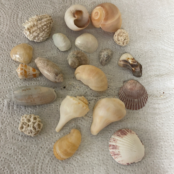 Lot/20 Florida Gulf Shells Seashells Variety for Arts Crafts Decor