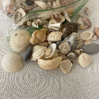 Florida Gulf Shells Seashells Variety for Arts Crafts Decor