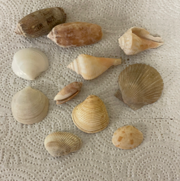 + Lot/11 Florida Gulf Shells Seashells Variety for Arts Crafts Decor