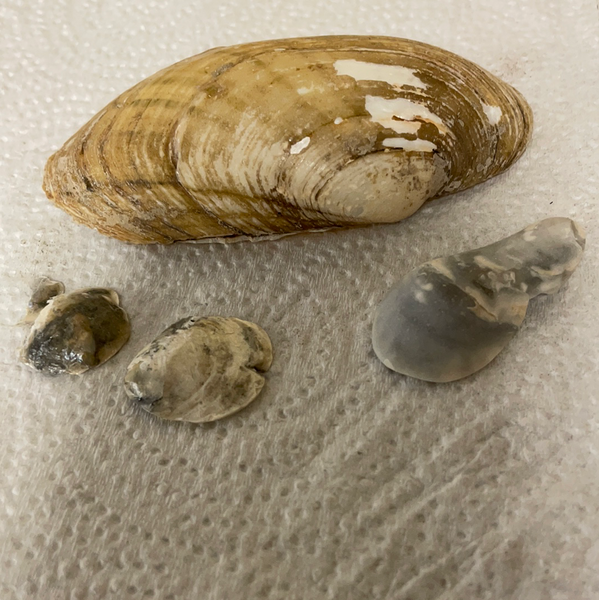 Lot/4 Florida Gulf Shells Seashells Variety for Arts Crafts Decor