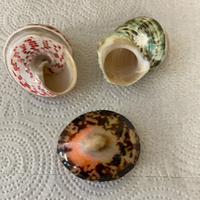 Lot/3 Assortment of Sea Shells Hermit Crab House 2-2.5” Decor