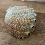 ~€ Vintage Alalone Ocean Sea Shell Ashtray Dish Trinket Nautique