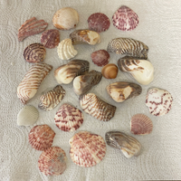 Lot/25 Florida Gulf Shells Seashells for Arts Crafts Decor Pink