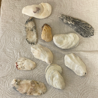 ~¥ Lot/10 Florida Gulf Clam Shells Seashells Variety for Arts Crafts Decor