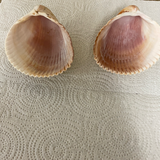 Pair/Set 2 Florida Gulf Shells Seashells for Arts Crafts Decor