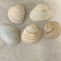 Lot/5 Florida Gulf Shells Seashells Variety for Arts Crafts Decor