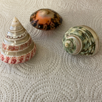 €€ Lot/3 Assortment of Sea Shells Hermit Crab House 2-2.5” Decor