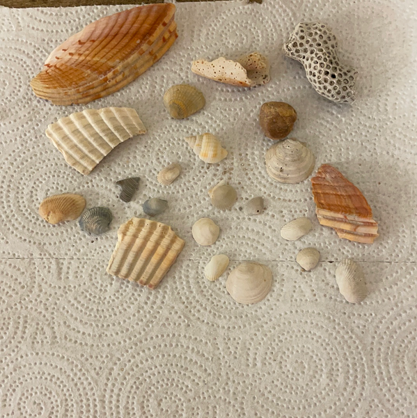 Florida Gulf Shells Seashells Pieces Variety for Arts Crafts Decor