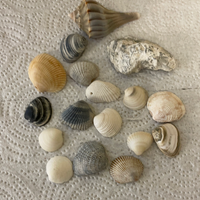 €€ Florida Gulf Shells Seashells Variety for Arts Crafts Decor