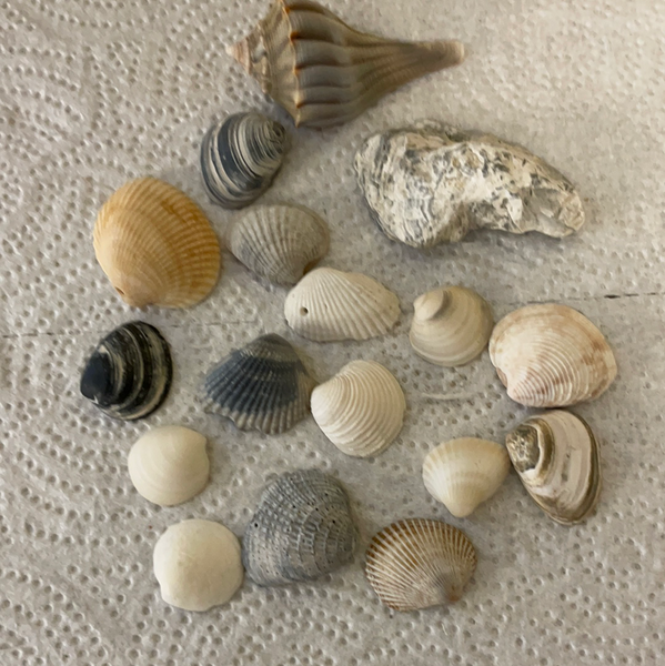 Florida Gulf Shells Seashells Variety for Arts Crafts Decor