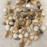 Lot/50+ Florida Gulf Shells Seashells for Arts Crafts Decor Pink