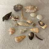 + Lot/10+ Florida Gulf Shells Seashells Variety for Arts Crafts Decor