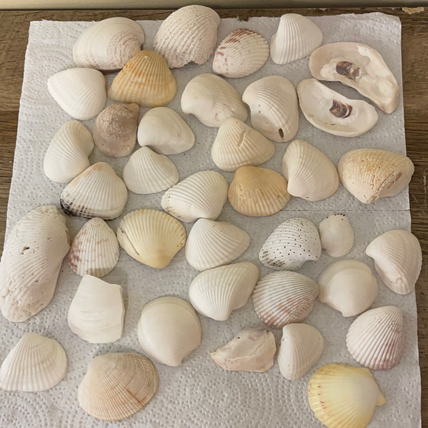 ¥ Lot/30+ Florida Gulf Clam Shells Seashells Variety for Arts Crafts Decor
